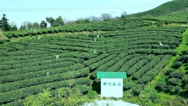 “云端”飘茶香 探秘都匀毛尖的“绿色密码”